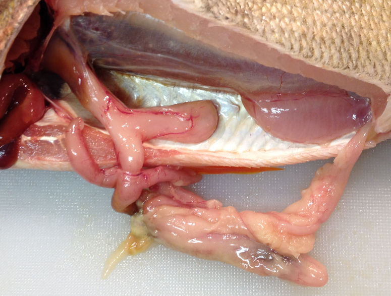 Fish dissection - Body systems